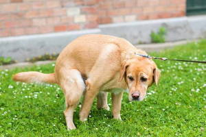 Собака калу з слизом - що робити? Собака калу з слизом - що робити?